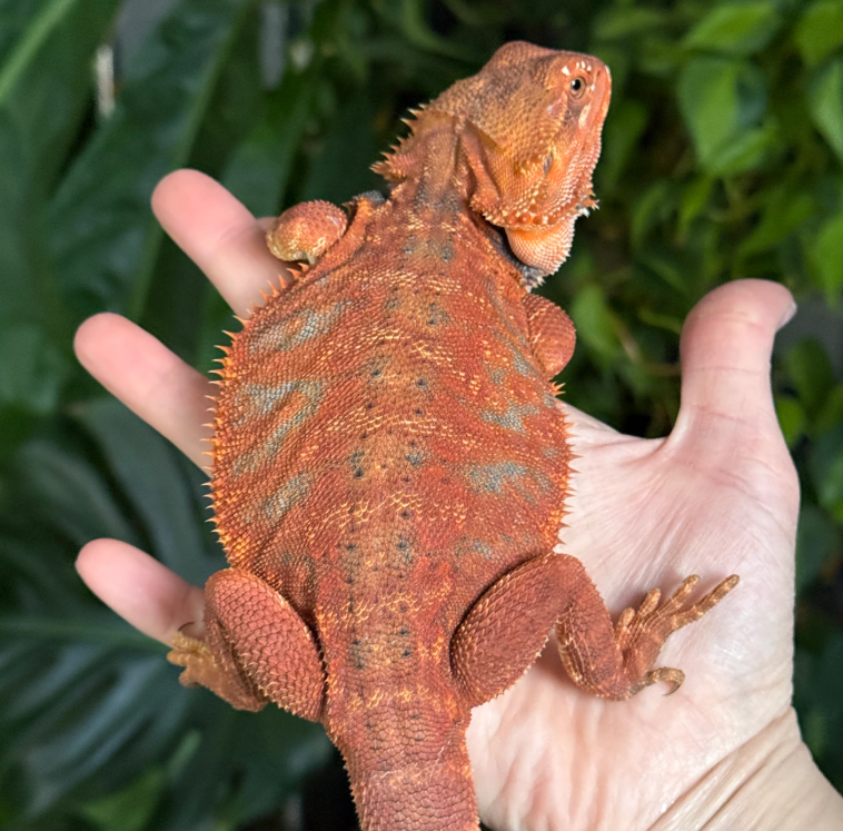 Red Bearded Dragon – Vibrant Exotic Pet Lizard